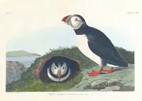 Puffin